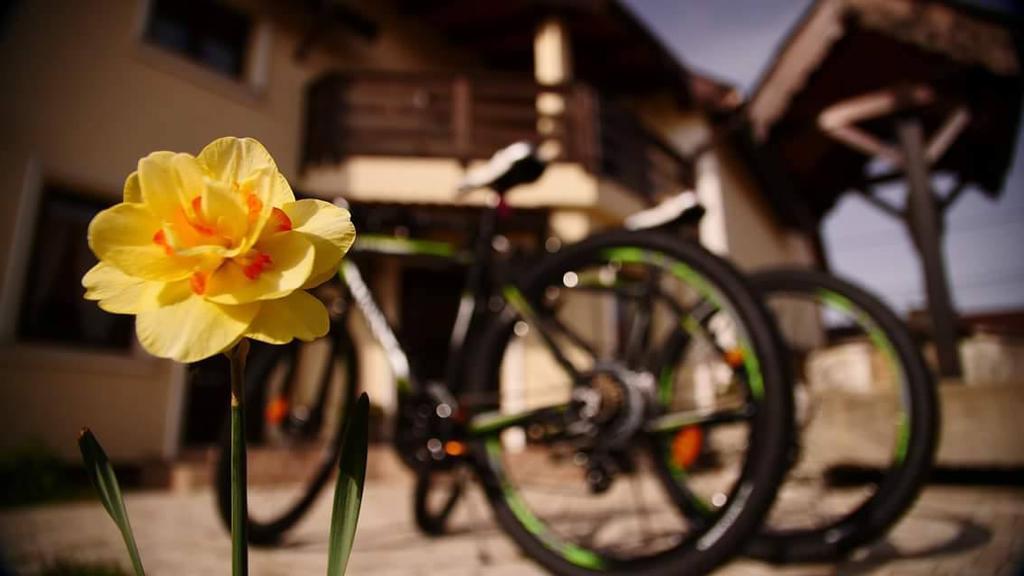 Pensiunea Casa Moga Bucium  エクステリア 写真